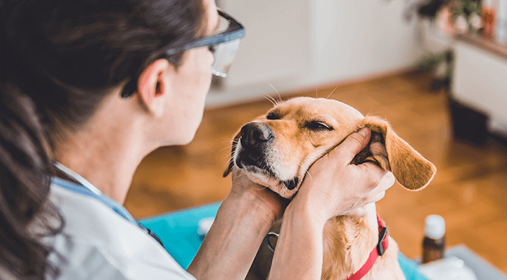 A dog receiving head pats from his owner after an annual wellness exam