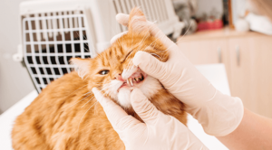 A cat having their tooth exposed so they can receive a dental exam and cleaning