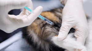 A cat receiving a vaccination at a veterinarian's office in Bosehar