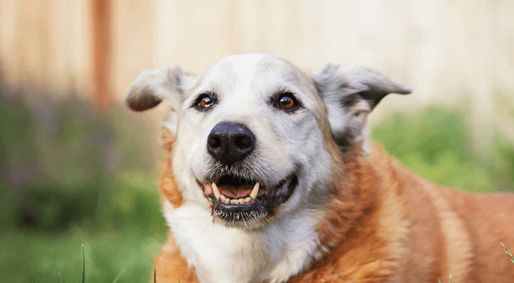 An old dog sitting outside by a fence after receiving senior pet veterinary care