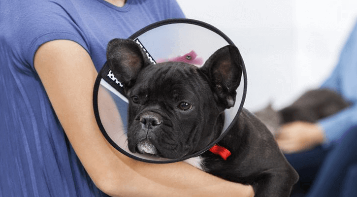 A dog with a cone on their head sitting in someone's arms in recovering from being spayed or neutered