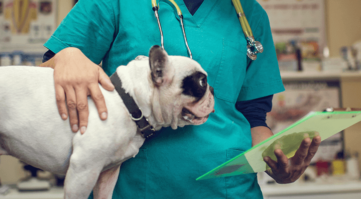 A white spotted dog standing next to a veterinarian, getting ready to be prepped for pet surgery