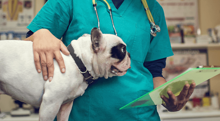 Veterinary Surgery for Pets in Bosehar, KS A white spotted dog standing next to a veterinarian, getting ready to be prepped for pet surgery