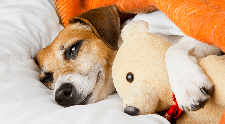 A dog lying down and holding a stuffed teddy bear waking up from anesthesia