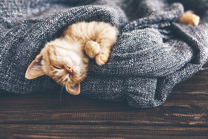 An orange cat cuddled up in a grey knit blanket.