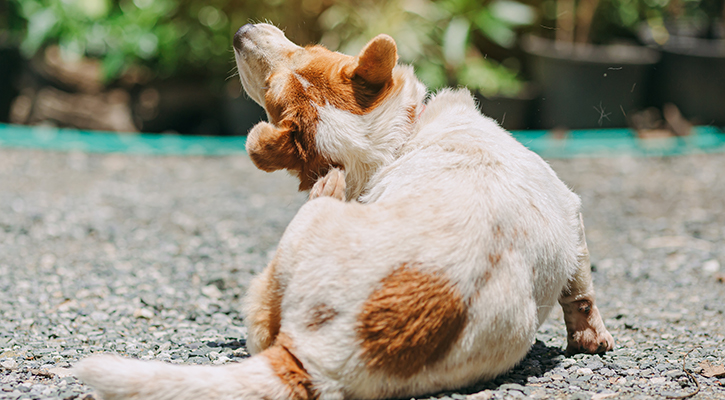 A small brown and white dog scratching his ear and needing parasite prevention and control services