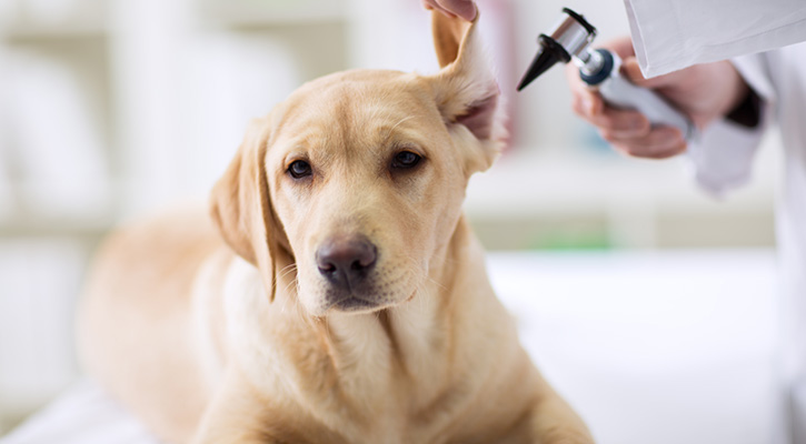 A dog's ear being examined so he can get medication from the fully stocked veterinary pharmacy for pets at Wolf Creek Veterinary Clinic