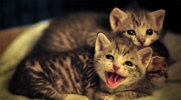 Two kittens laying next to each and getting ready to receive kitten care at Wolf Creek Veterinary Clinic