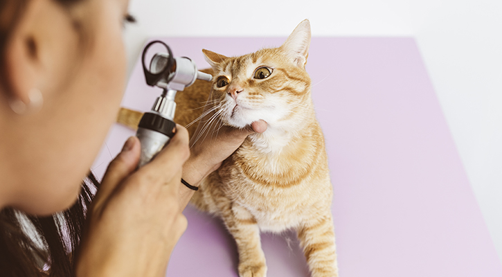 A cat being examined in order to provide pain management treatment