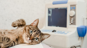 A striped cat lying down next to an x-ray machine preparing for pet radiology services